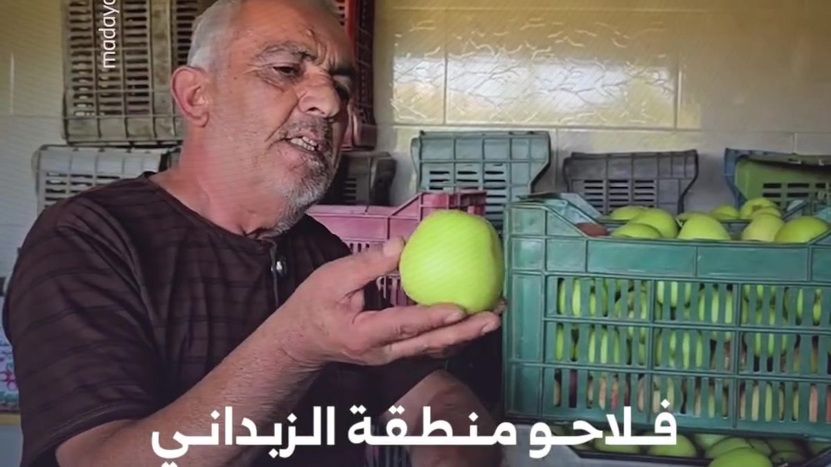 Farmer displaying crates of locally grown apples in orchards near Zabadani, west of Damascus